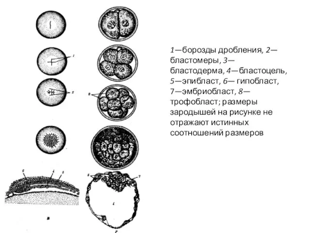 1—борозды дробления, 2—бластомеры, 3— бластодерма, 4—бластоцель, 5—эпибласт, 6— гипобласт, 7—эмбриобласт, 8—трофобласт;