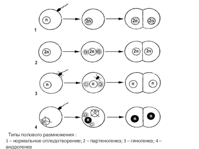 Типы полового размножения : 1 – нормальное оплодотворение; 2 – партеногенез;