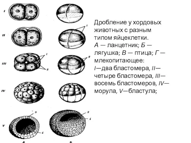 Дробление у хордовых животных с разным типом яйцеклетки. А — ланцетник;