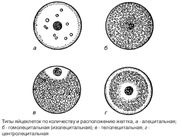 Типы яйцеклеток по количеству и расположению желтка, а - алецитальная; б