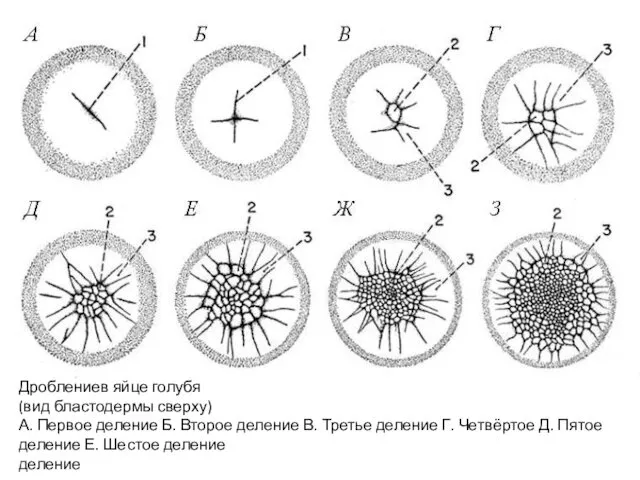 Дроблениев яйце голубя (вид бластодермы сверху) А. Первое деление Б. Второе