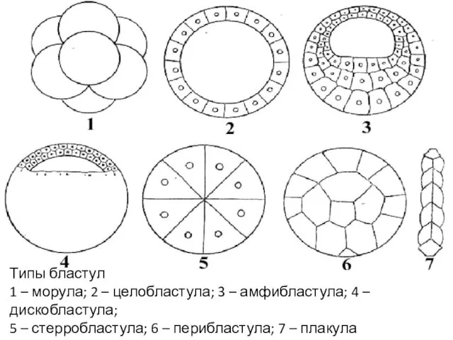 Типы бластул 1 – морула; 2 – целобластула; 3 – амфибластула;