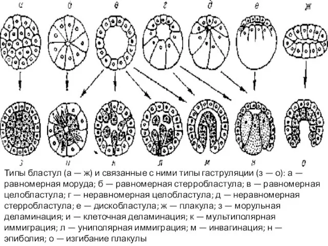 Типы бластул (а — ж) и связанные с ними типы гаструляции