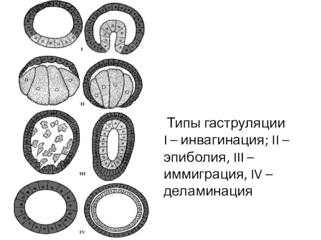 Типы гаструляции I – инвагинация; II – эпиболия, III – иммиграция, IV – деламинация