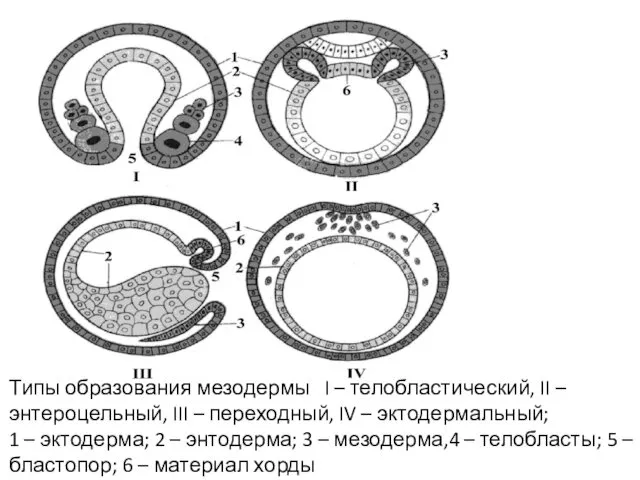 Типы образования мезодермы I – телобластический, II – энтероцельный, III –