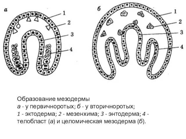 Образование мезодермы а - у первичноротых; б - у вторичноротых; 1