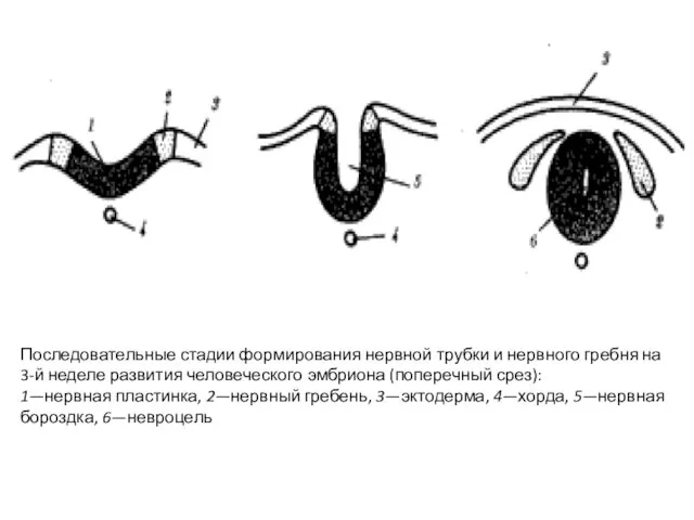 Последовательные стадии формирования нервной трубки и нервного гребня на 3-й неделе
