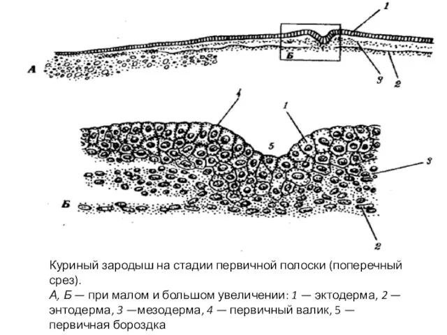 Куриный зародыш на стадии первичной полоски (поперечный срез). А, Б —