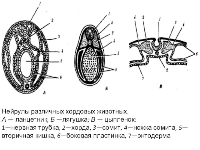 Нейрулы различных хордовых животных. А — ланцетник; Б —лягушка; В —