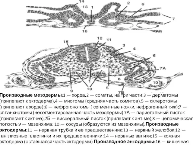 Производные мезодермы:1 — хорда,2 — сомиты, на три части:3 — дерматомы