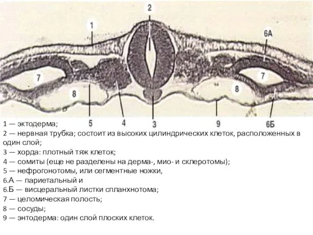 1 — эктодерма; 2 — нервная трубка; состоит из высоких цилиндрических