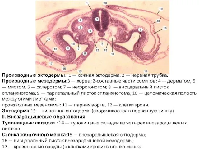 Производные эктодермы: 1 — кожная эктодерма, 2 — нервная трубка. Производные