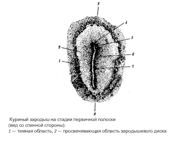 Куриный зародыш на стадии первичной полоски (вид со спинной стороны): 1