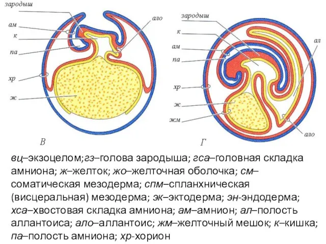 вц–экзоцелом;гз–голова зародыша; гса–головная складка амниона; ж–желток; жо–желточная оболочка; см–соматическая мезодерма; спм–спланхническая