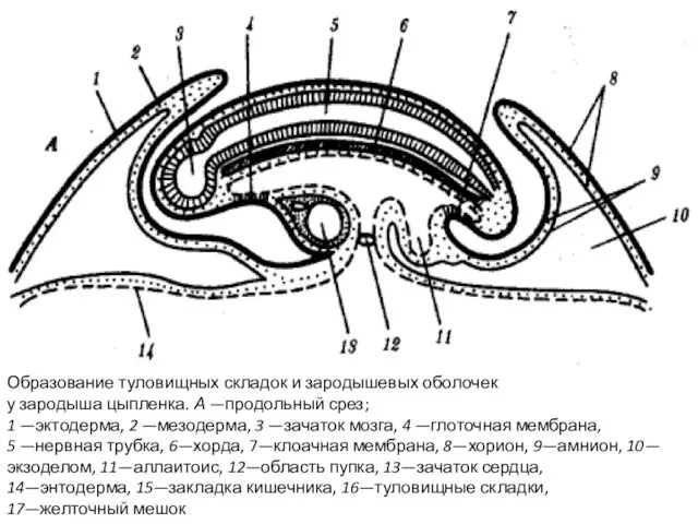 Образование туловищных складок и зародышевых оболочек у зародыша цыпленка. А —продольный