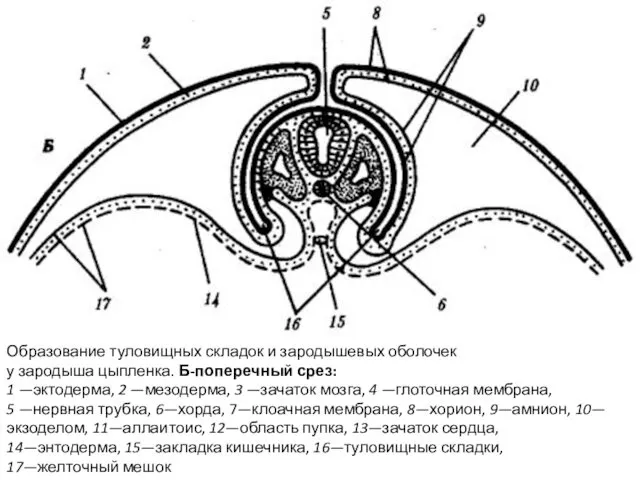 Образование туловищных складок и зародышевых оболочек у зародыша цыпленка. Б-поперечный срез: