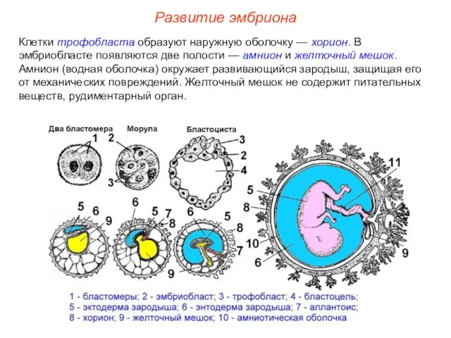 Клетки трофобласта образуют наружную оболочку — хорион. В эмбриобласте появляются две