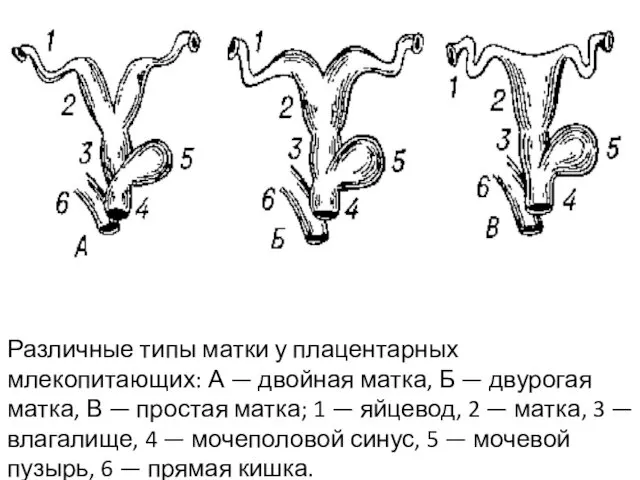 Различные типы матки у плацентарных млекопитающих: А — двойная матка, Б