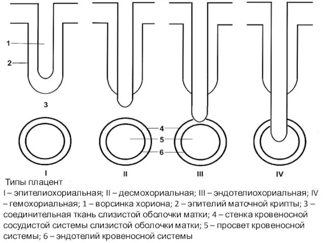 Типы плацент I – эпителиохориальная; II – десмохориальная; III – эндотелиохориальная;