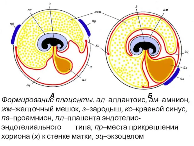 Формирование плаценты. ал–аллантоис, ам–амнион, жм–желточный мешок, з–зародыш, кс–краевой синус, пв–проамнион, пл–плацента