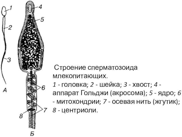 Строение сперматозоида млекопитающих. 1 - головка; 2 - шейка; 3 -