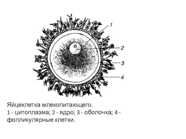 Яйцеклетка млекопитающего. 1 - цитоплазма; 2 - ядро; 3 - оболочка; 4 - фолликулярные клетки.