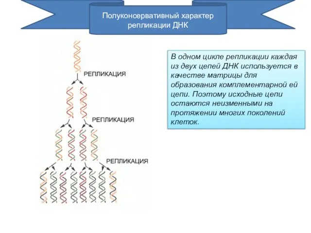 В одном цикле репликации каждая из двух цепей ДНК используется в