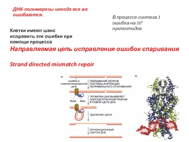 ДНК-полимеразы иногда все же ошибаются. Клетки имеют шанс исправить эти ошибки