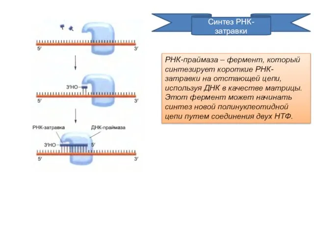 Синтез РНК-затравки РНК-праймаза – фермент, который синтезирует короткие РНК-затравки на отстающей