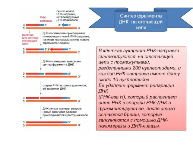 Синтез фрагмента ДНК на отстающей цепи В клетках эукариот РНК-затравки синтезируются