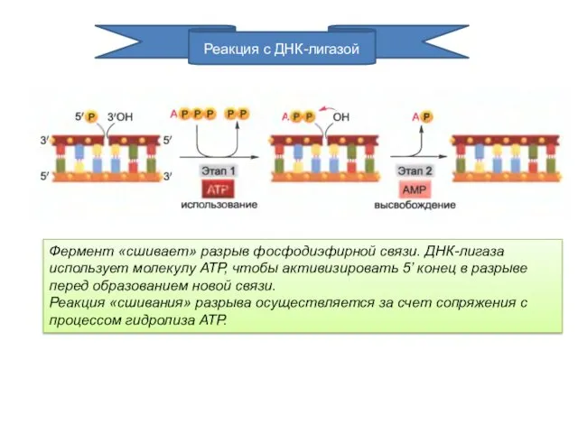 Реакция с ДНК-лигазой Фермент «сшивает» разрыв фосфодиэфирной связи. ДНК-лигаза использует молекулу