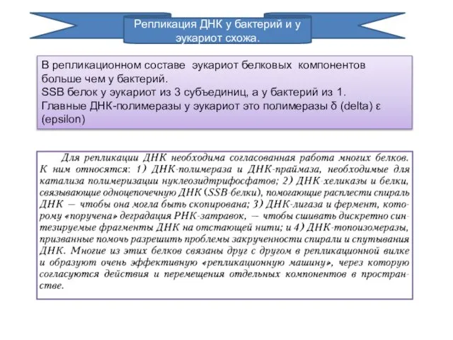 В репликационном составе эукариот белковых компонентов больше чем у бактерий. SSB