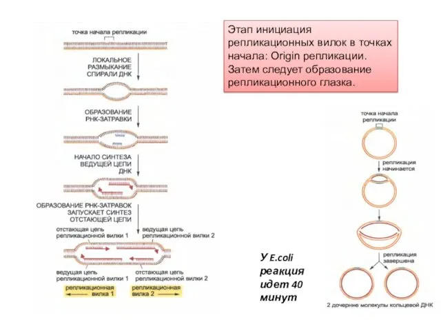 Этап инициация репликационных вилок в точках начала: Origin репликации. Затем следует