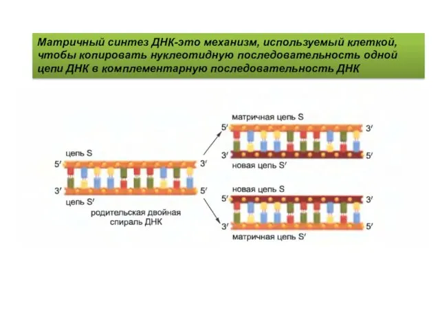 Матричный синтез ДНК-это механизм, используемый клеткой, чтобы копировать нуклеотидную последовательность одной