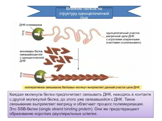 Влияние белков на структуру одноцепочечной ДНК Каждая молекула белка предпочитает связывать