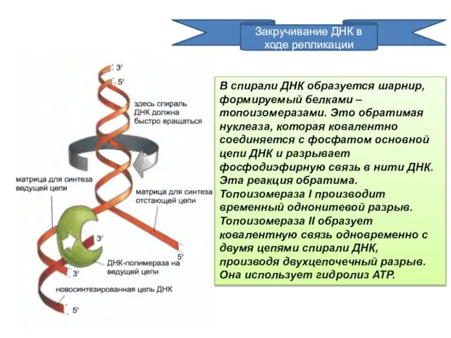 Закручивание ДНК в ходе репликации В спирали ДНК образуется шарнир, формируемый