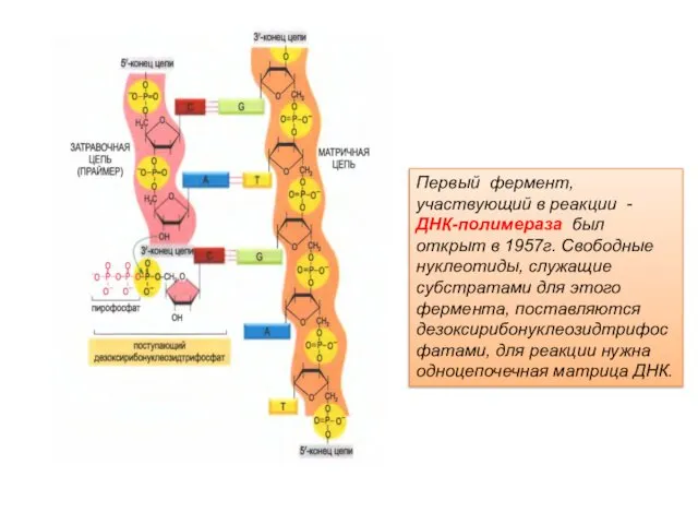 Первый фермент, участвующий в реакции - ДНК-полимераза был открыт в 1957г.