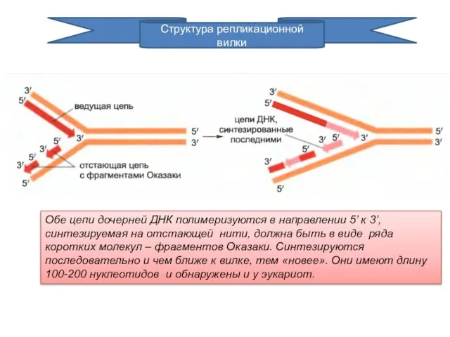 Структура репликационной вилки Обе цепи дочерней ДНК полимеризуются в направлении 5’