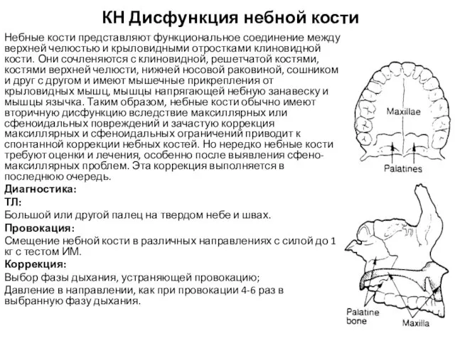 КН Дисфункция небной кости Небные кости представляют функциональное соединение между верхней