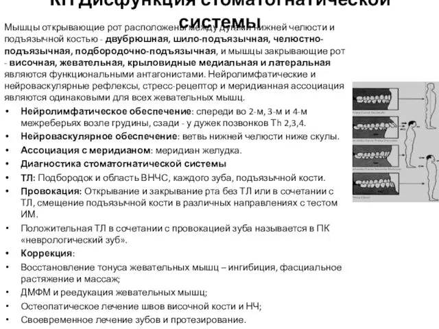 КН Дисфункция стоматогнатической системы Мышцы открывающие рот расположены между дугами нижней