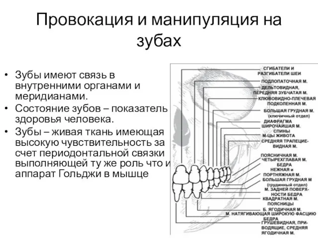 Зубы имеют связь в внутренними органами и меридианами. Состояние зубов –