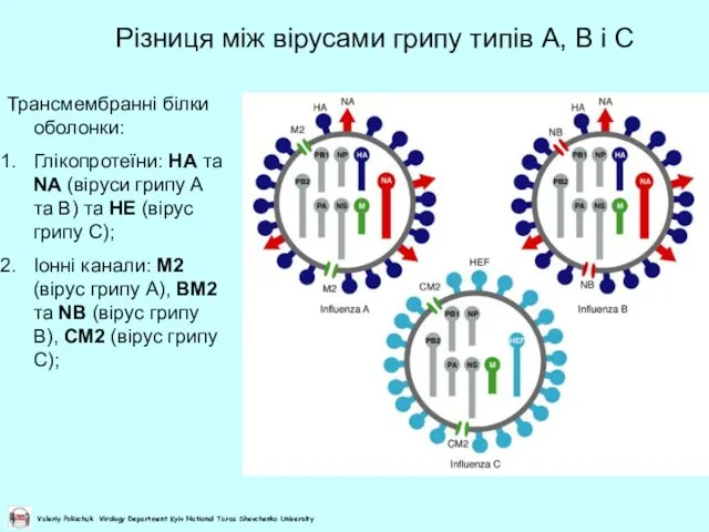 Різниця між вірусами грипу типів А, В і С Трансмембранні білки