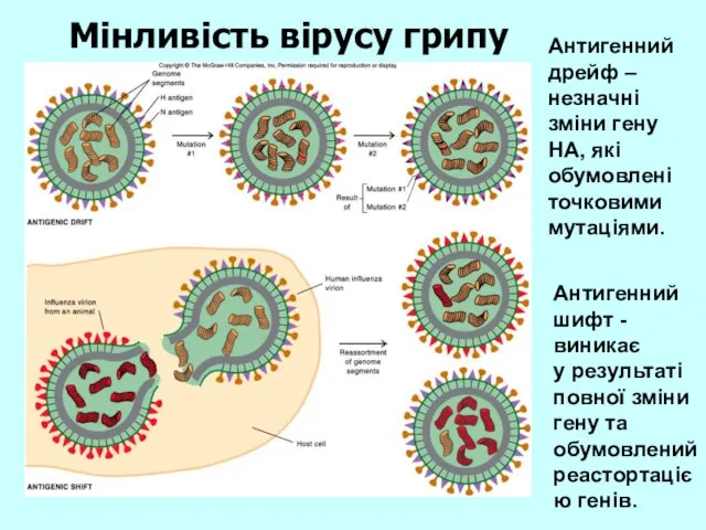 Антигенний дрейф – незначні зміни гену НА, які обумовлені точковими мутаціями.