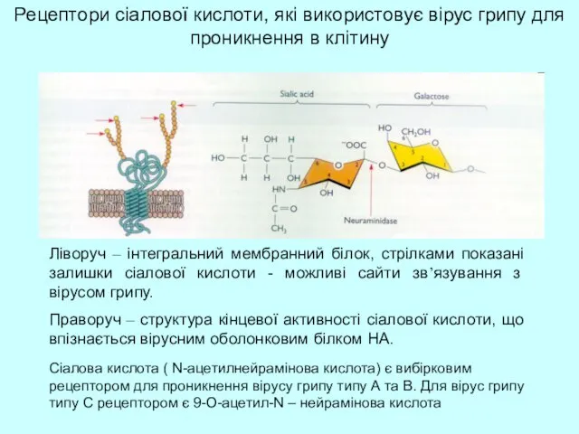 Рецептори сіалової кислоти, які використовує вірус грипу для проникнення в клітину