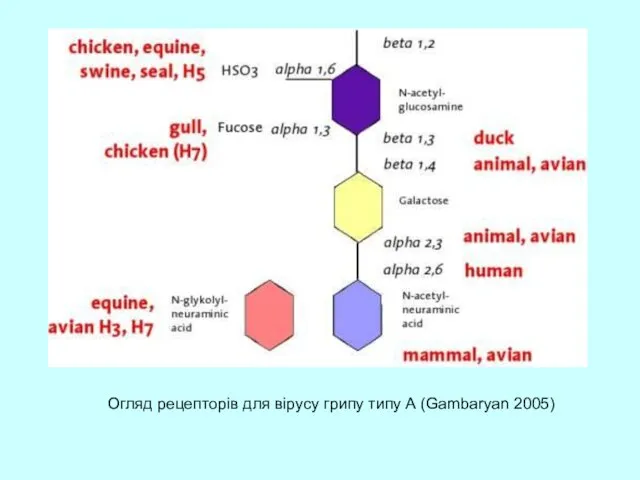 Огляд рецепторів для вірусу грипу типу А (Gambaryan 2005)