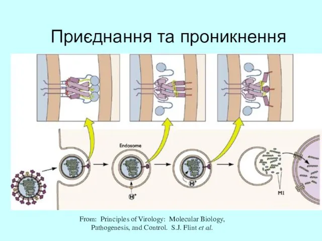 Приєднання та проникнення From: Principles of Virology: Molecular Biology, Pathogenesis, and Control. S.J. Flint et al.