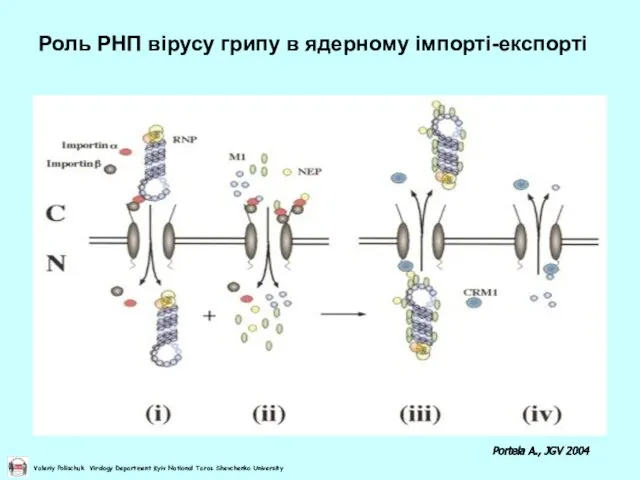 Роль РНП вірусу грипу в ядерному імпорті-експорті Portela A., JGV 2004