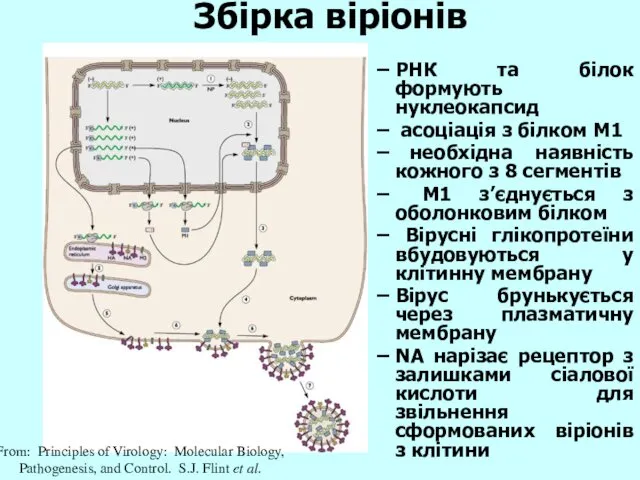 Збірка віріонів From: Principles of Virology: Molecular Biology, Pathogenesis, and Control.