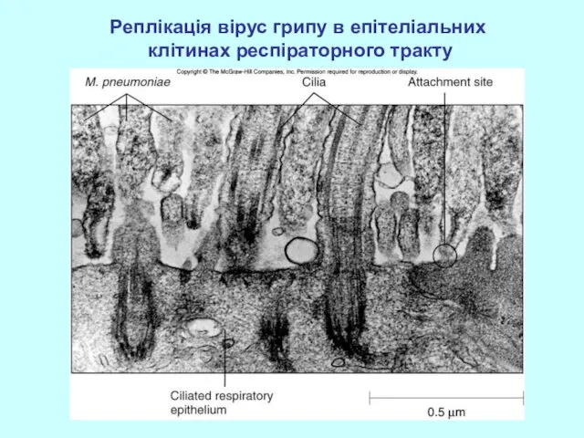 Реплікація вірус грипу в епітеліальних клітинах респіраторного тракту