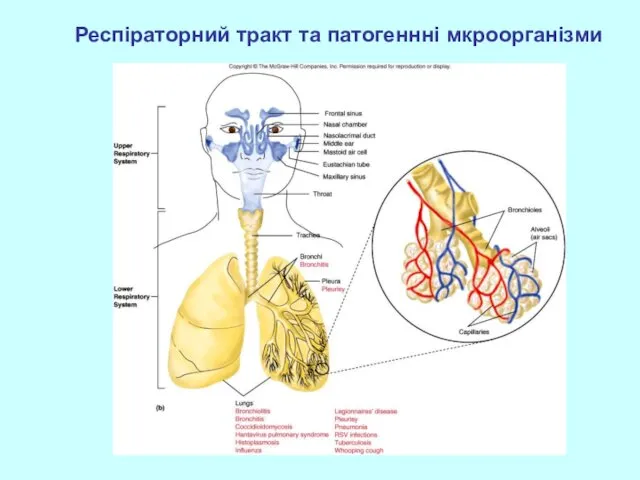 Респіраторний тракт та патогеннні мкроорганізми